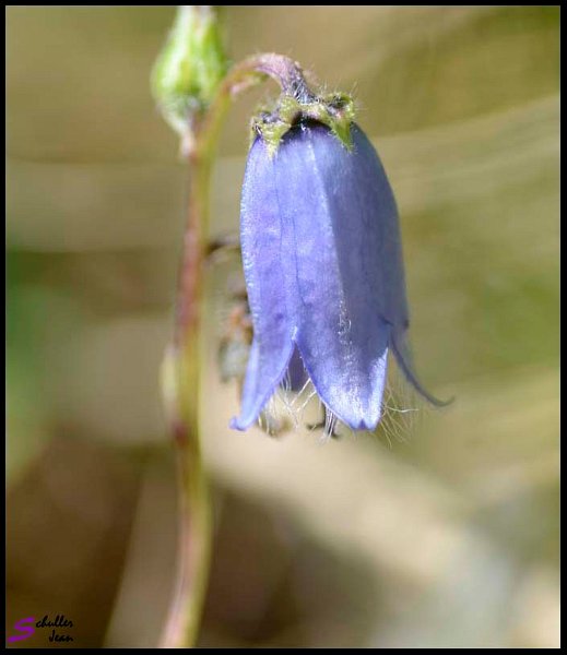 _DSC0922 copie